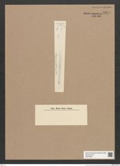 Synedra sp. (de-Toni-Nr.: Genus 66) Zeichnungen Sammlung Grunow Nr. 5378 (NHMW-BOT-W0373804)